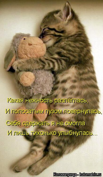 Лучшие котоматрицы недели