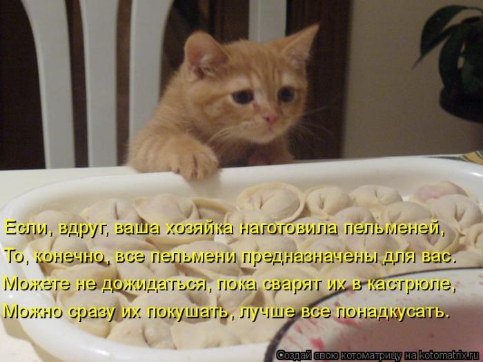 Лучшие котоматрицы недели
