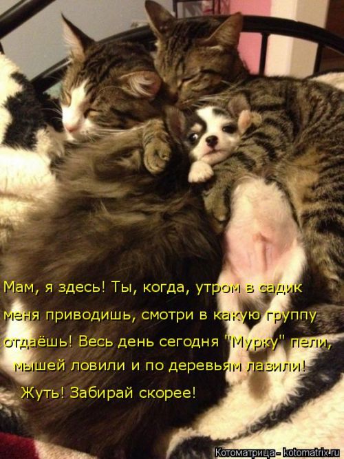 Лучшие котоматрицы недели
