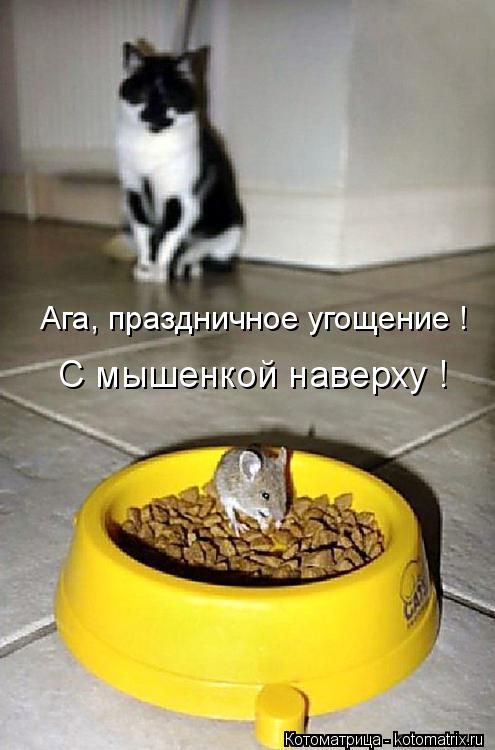 Лучшие котоматрицы недели