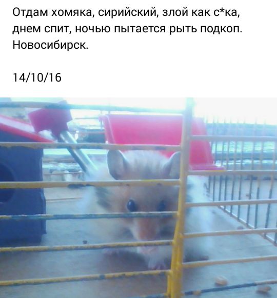 Юмор соцсетей