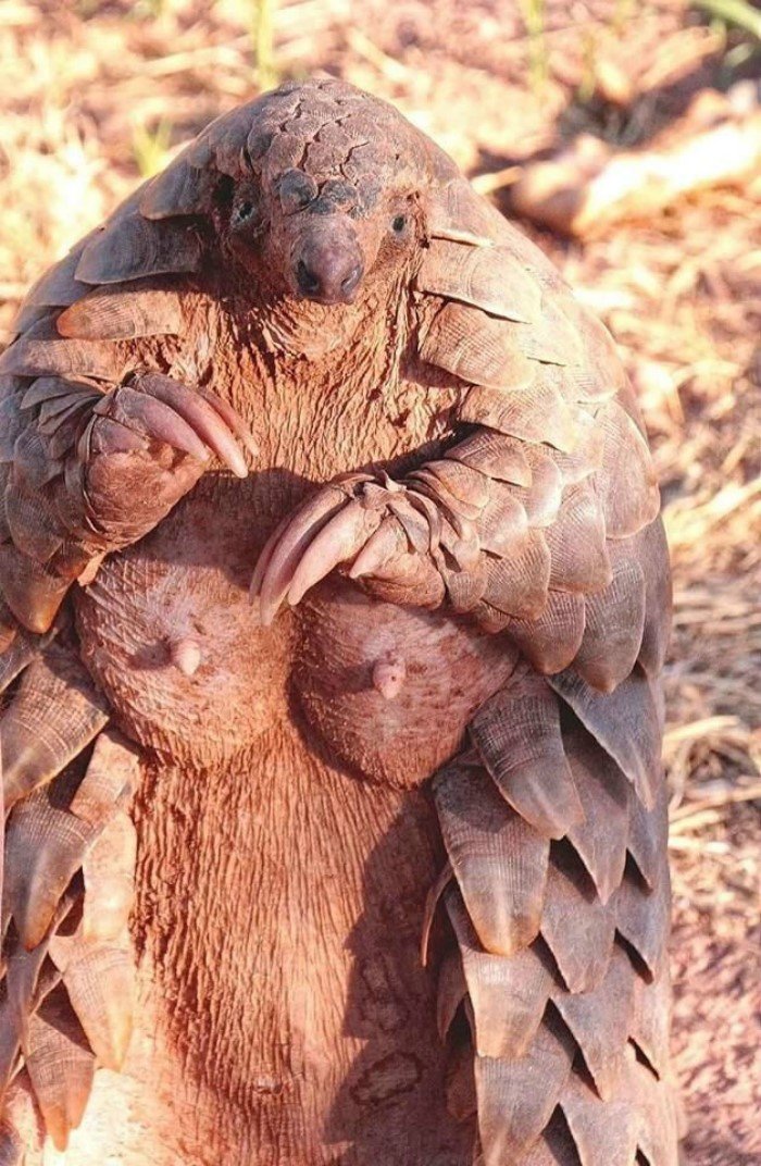Одно из самых необыкновенных животных мира