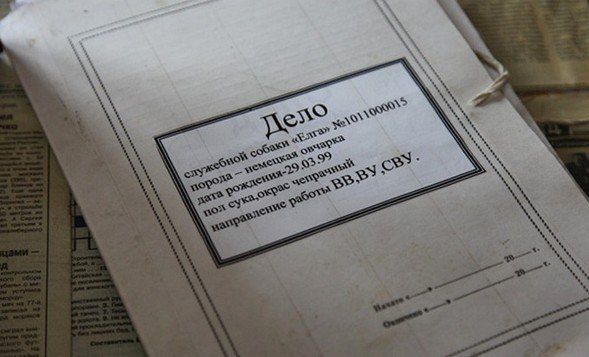 Собачье дело (4 фото)