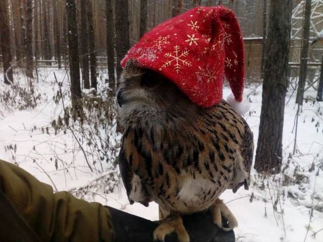 Прикольные картинки