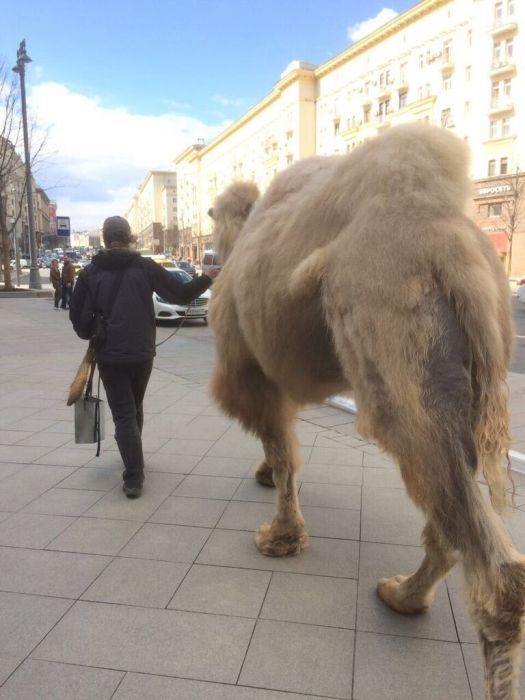 Странные и забавные фото с российских просторов
