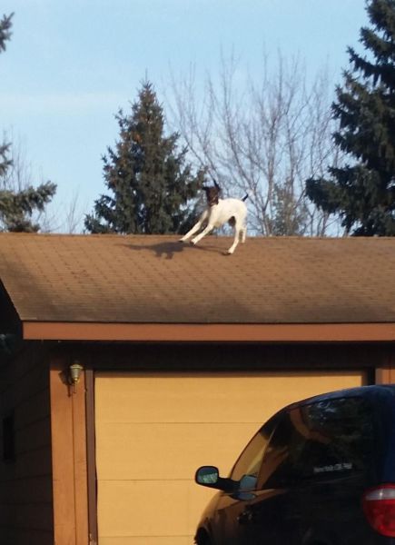 Порция картинок