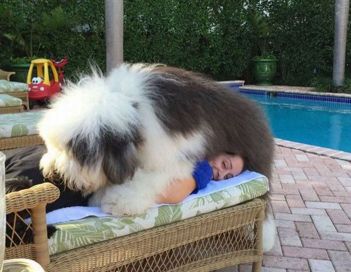 Порция картинок