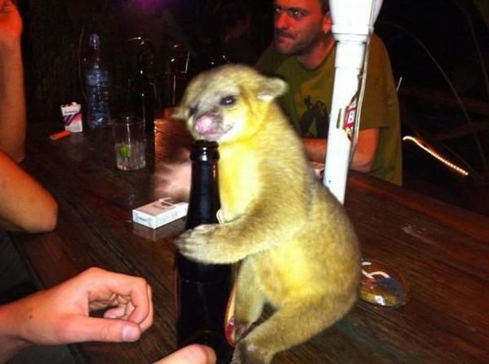 Порция картинок