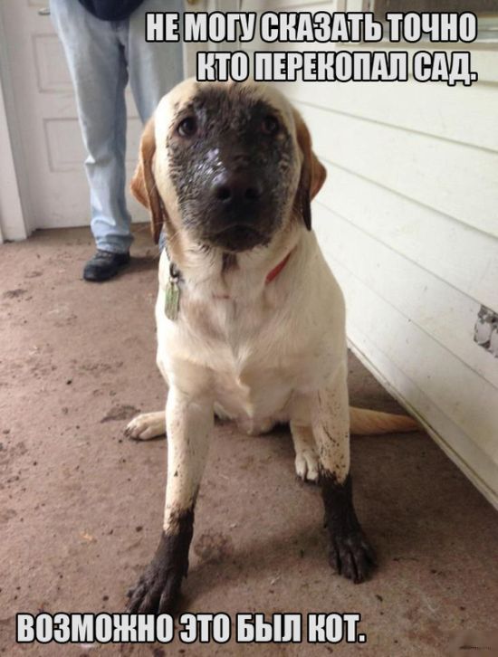 Порция картинок