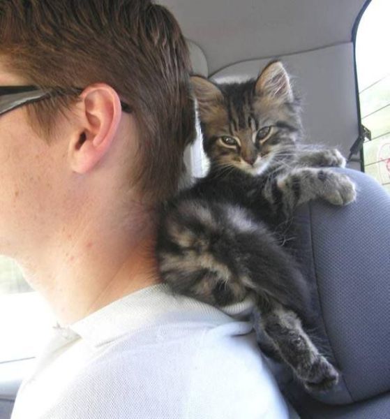 Порция картинок