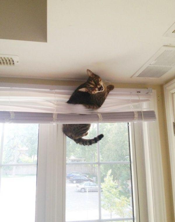 Забавные и симпатичные котики