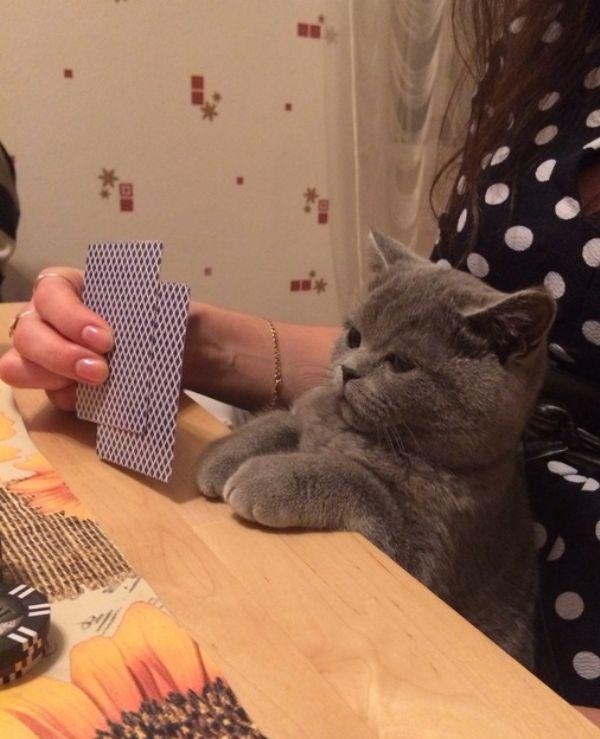 Забавные и симпатичные котики