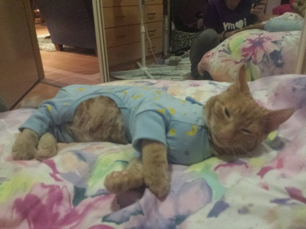 Забавные и симпатичные котики