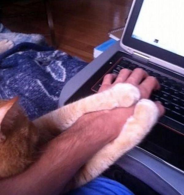 Забавные и симпатичные котики