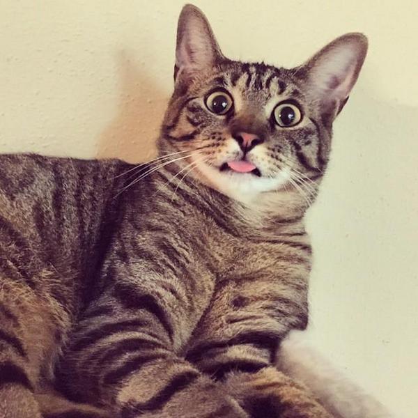 Забавные и симпатичные котики