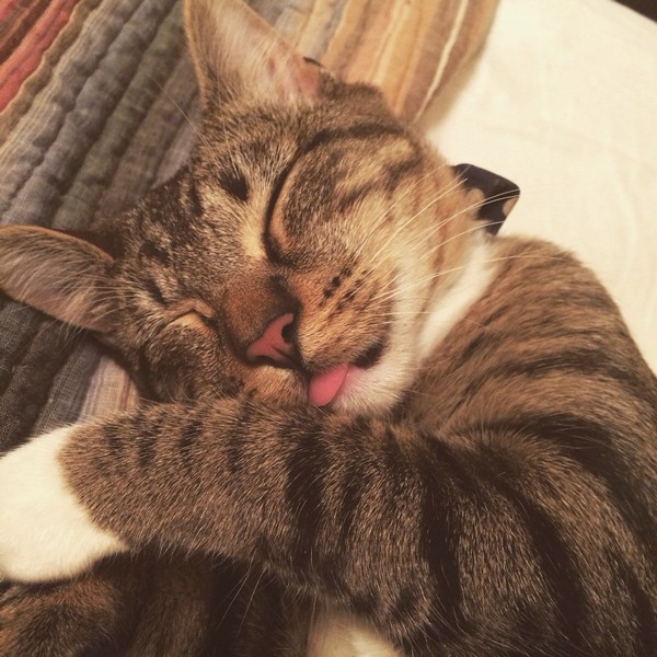 Забавные и симпатичные котики