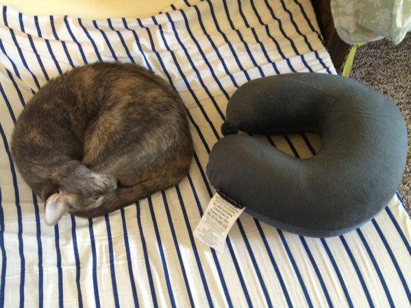 Забавные и симпатичные котики