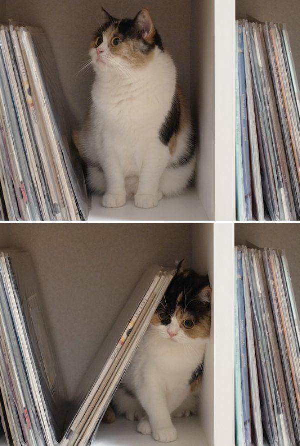Забавные и симпатичные котики