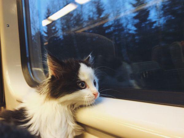 Забавные и симпатичные котики