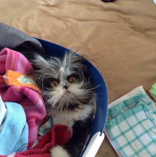 Забавные и симпатичные котики