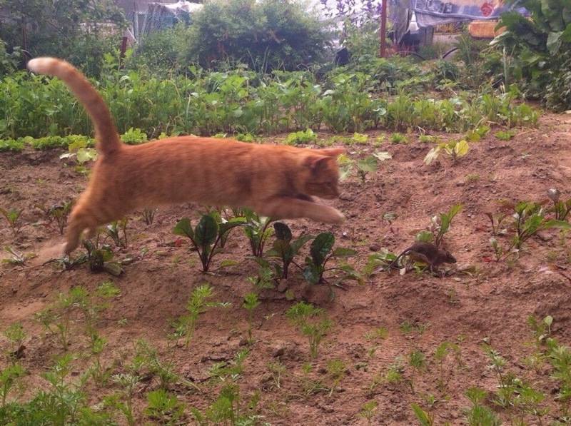 Забавные и симпатичные котики