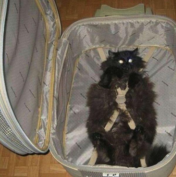Забавные и симпатичные котики