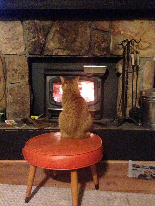 Забавные и симпатичные котики