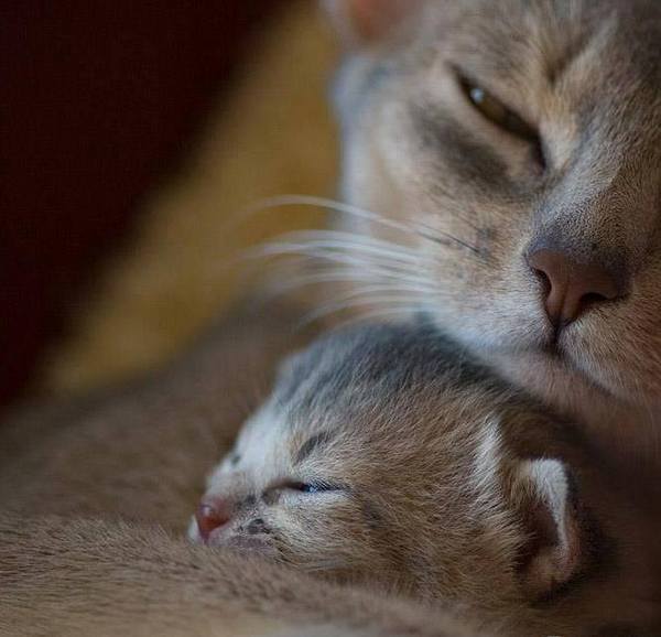 Забавные и симпатичные котики