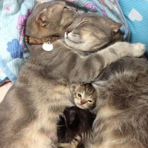 Забавные и симпатичные котики