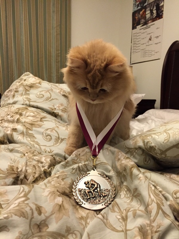 Забавные и симпатичные котики