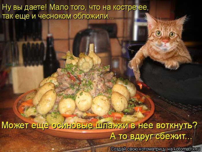 Лучшие котоматрицы недели