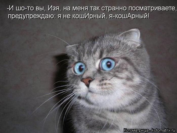 Лучшие котоматрицы недели