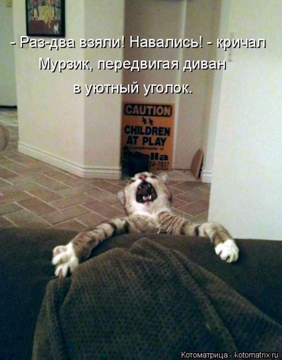 Лучшие котоматрицы недели