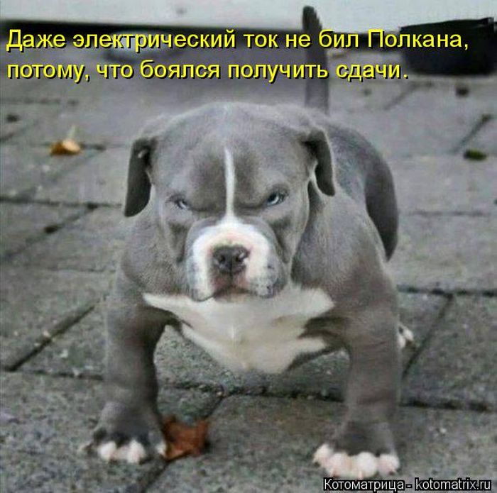 Лучшие котоматрицы недели