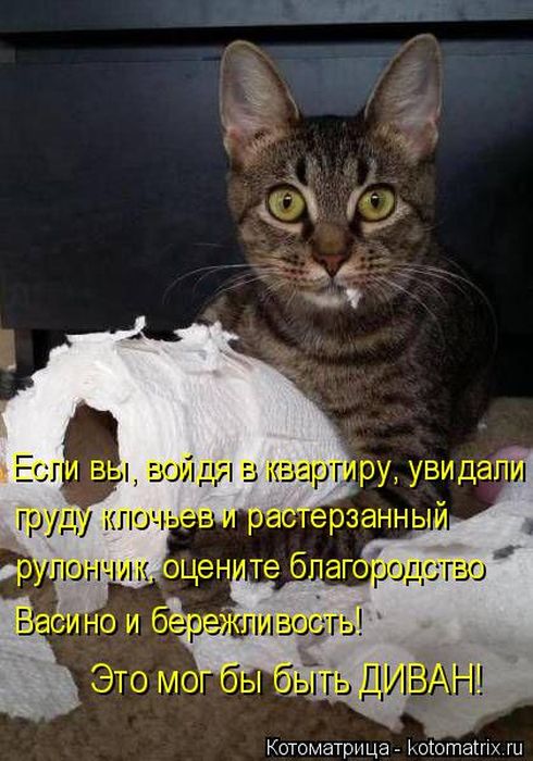 Лучшие котоматрицы недели