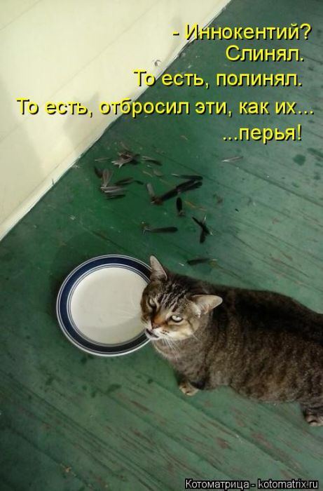 Лучшие котоматрицы недели