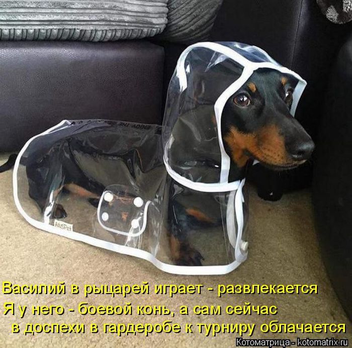 Лучшие котоматрицы недели