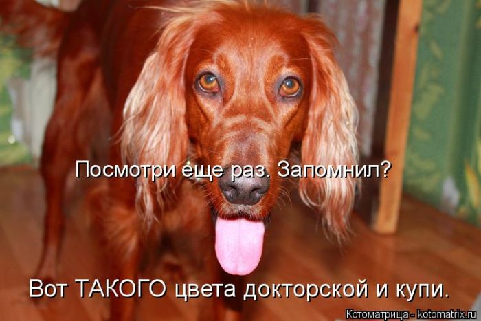 Лучшие котоматрицы недели