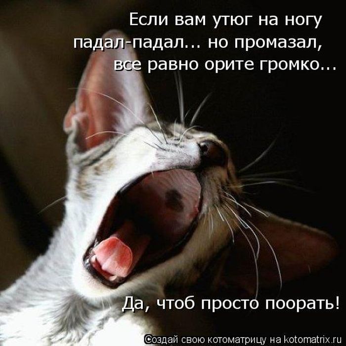 Лучшие котоматрицы недели