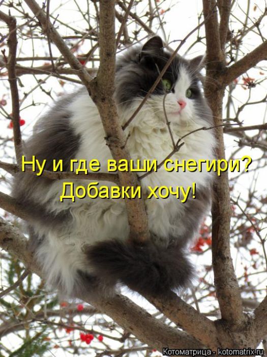 Лучшие котоматрицы недели