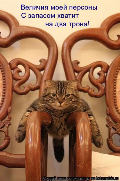 Лучшие котоматрицы недели