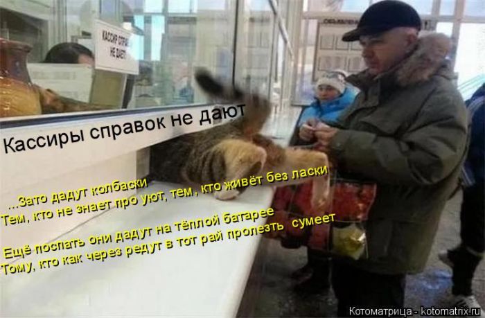 Лучшие котоматрицы недели