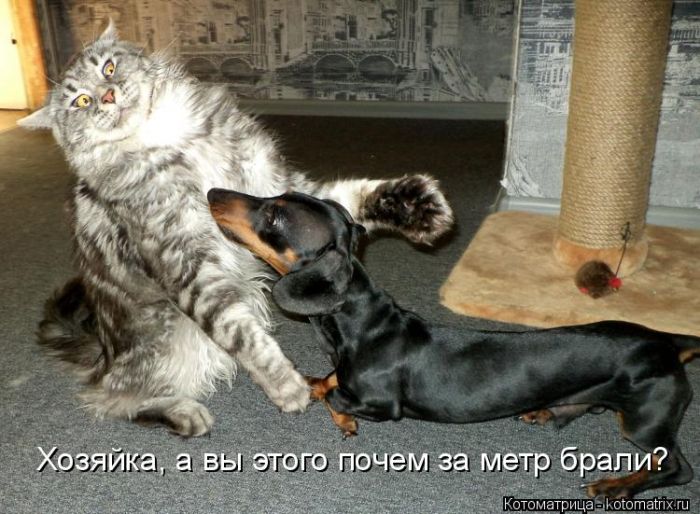 Лучшие котоматрицы недели