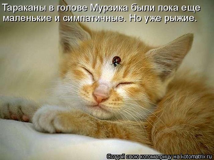Лучшие котоматрицы недели