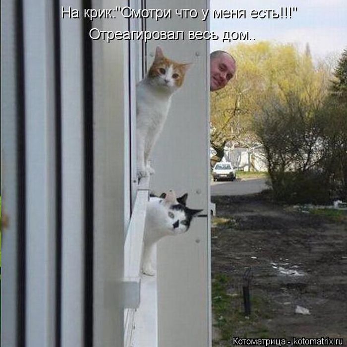 Лучшие котоматрицы недели