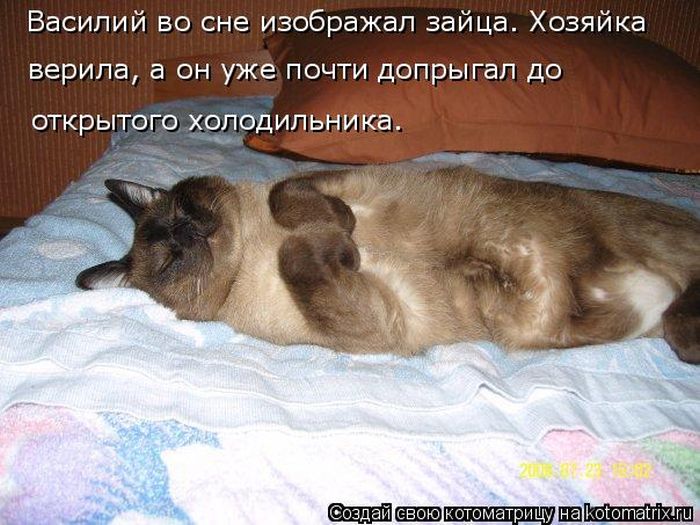 Лучшие котоматрицы недели