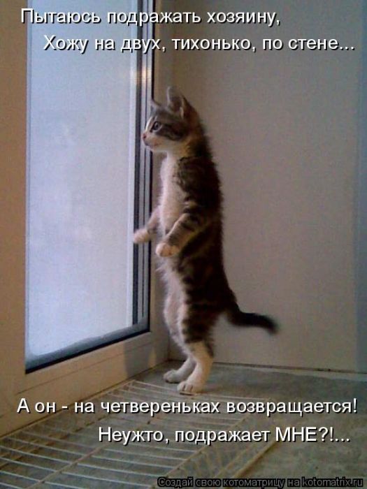 Лучшие котоматрицы недели