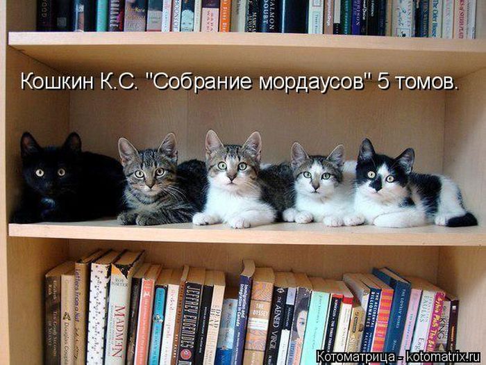 Лучшие котоматрицы недели