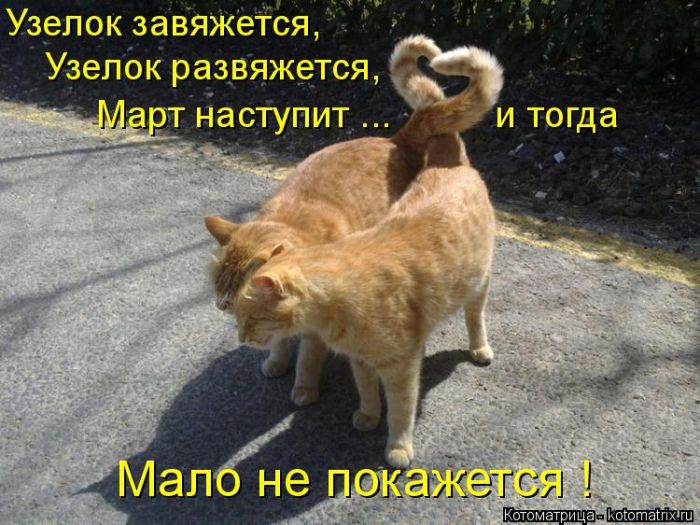 Лучшие котоматрицы недели