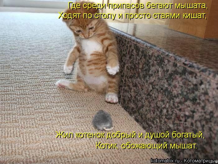 Лучшие котоматрицы недели